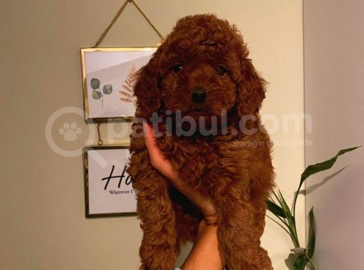 Mükemmel Kalite Toy Poodle Yavrularımız görsel