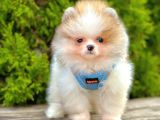 Mini Pomeranian Boo Ayıcık Yavrular