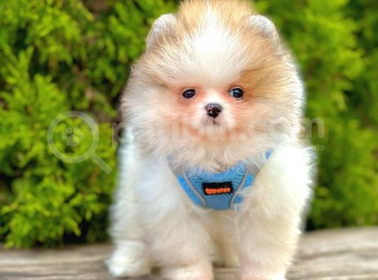 Mini Pomeranian Boo Ayıcık Yavrular
