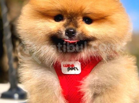 Orange Üst Kali̇te Di̇şi̇ Pomerani̇an
