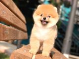 Pomeranian Boo Teddy Face Dişi Yavrumuz