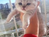 Scottish fold dişi yavrular 