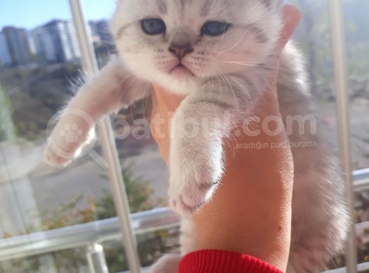 Scottish Fold Dişi Yavrular 