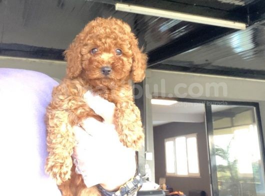 Red Poodle Aşili Bebeği̇mi̇z görsel
