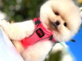 Teddy Bear Di̇şi̇ Pomerani̇an