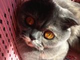 Scottish Fold Kızımıza Aci̇l Yuva Arıyoruz