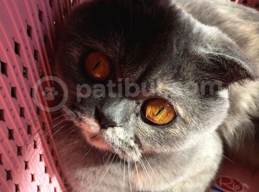 Scottish Fold Kızımıza Aci̇l Yuva Arıyoruz görsel
