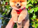 Ayi Surat Pomerani̇an Di̇şi̇
