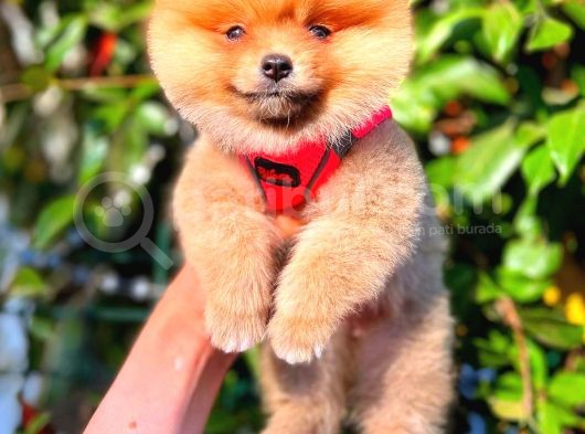 Ayi Surat Pomerani̇an Di̇şi̇