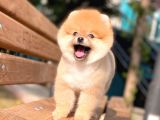 Pomeranian Boo Teddy Face Dişi Yavrumuz