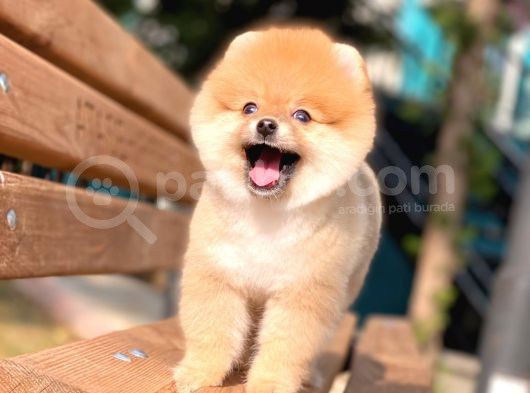 Pomeranian Boo Teddy Face Dişi Yavrumuz
