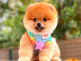 Orange Güzelli̇k Pomerani̇an