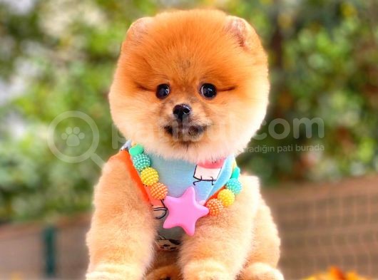 Orange Güzelli̇k Pomerani̇an görsel