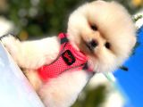 Teddy Bear Di̇şi̇ Pomerani̇an