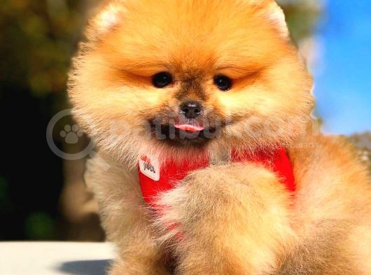 Orange Üst Kali̇te Di̇şi̇ Pomerani̇an görsel