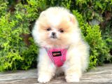 Teddy Face Boo Pomeranian Yavrular
