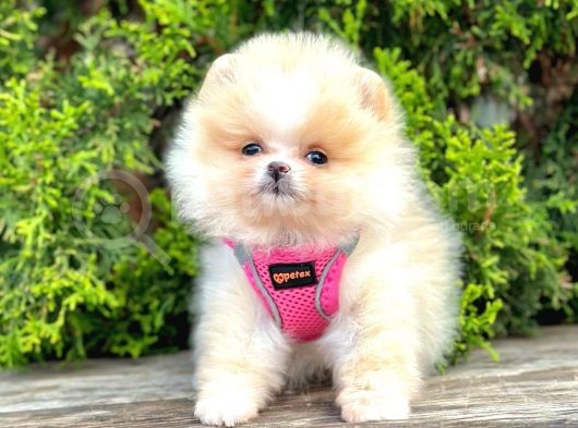 Teddy Face Boo Pomeranian Yavrular