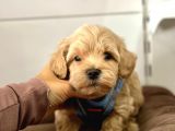 Dizayn Irk Sevimli Maltipoo Yavrular