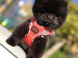 Black Teacup Pomerani̇an Di̇şi̇