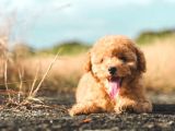 Sevi̇mli̇ Poodle Yavrularimiz