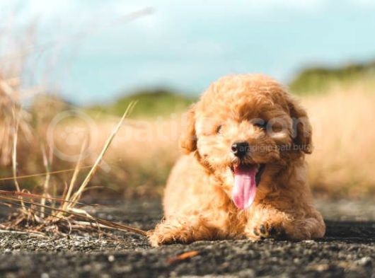 Sevi̇mli̇ Poodle Yavrularimiz