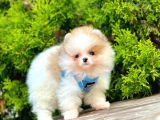 Mini Pomeranian Boo Ayıcık Yavrular