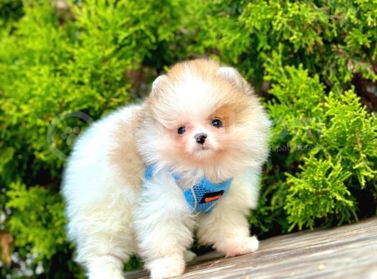 Mini Pomeranian Boo Ayıcık Yavrular görsel