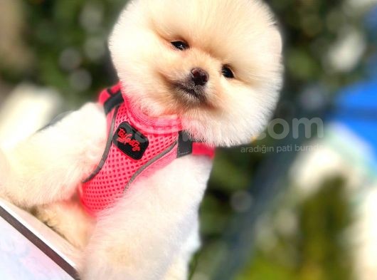 Teddy Bear Di̇şi̇ Pomerani̇an görsel