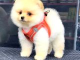 Krem Pomerani̇an Boo Kizimiz