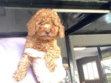 Red Poodle Aşili Bebeği̇mi̇z