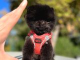 Black Teacup Pomerani̇an Di̇şi̇