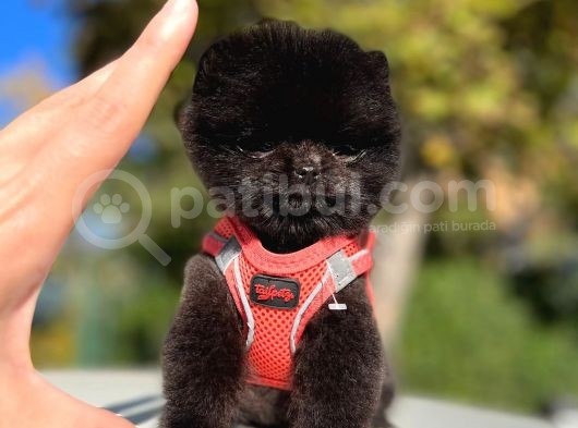 Black Teacup Pomerani̇an Di̇şi̇ görsel