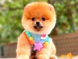 Orange Güzelli̇k Pomerani̇an