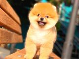 Ayı Surat Pomeranian Boo