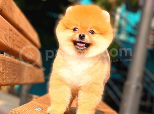 Ayı Surat Pomeranian Boo