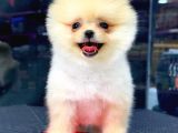En Kaliteli Pomeranian