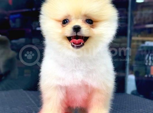 En Kaliteli Pomeranian görsel