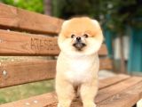 Pomeranian Boo Teddy Face Dişi Yavrumuz