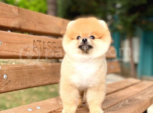 Pomeranian Boo Teddy Face Dişi Yavrumuz görsel