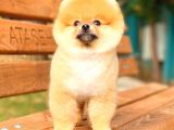 Ayı Surat Pomeranian Boo