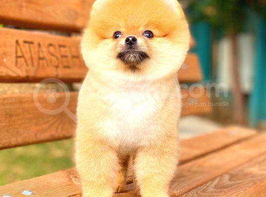 Ayı Surat Pomeranian Boo görsel