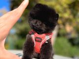 Black Teacup Pomerani̇an Di̇şi̇