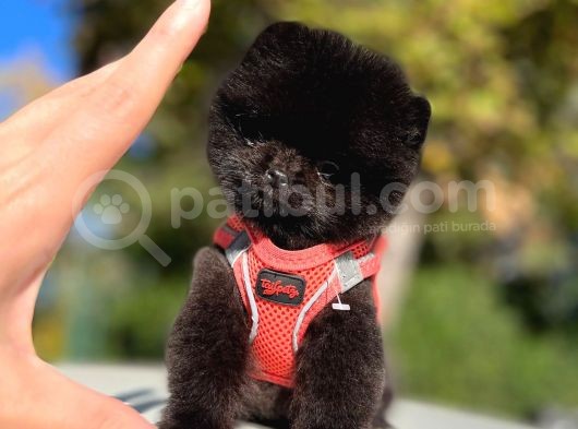 Black Teacup Pomerani̇an Di̇şi̇