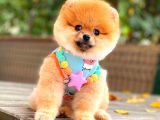 Orange Güzelli̇k Pomerani̇an