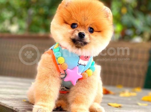 Orange Güzelli̇k Pomerani̇an görsel