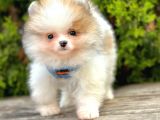 Mini Pomeranian Boo Ayıcık Yavrular