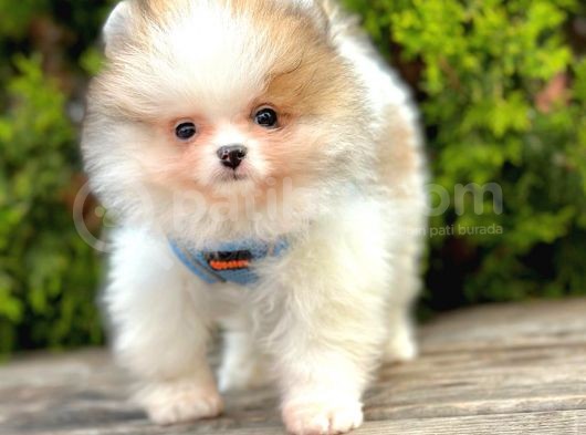 Mini Pomeranian Boo Ayıcık Yavrular görsel