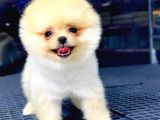 En Kaliteli Pomeranian