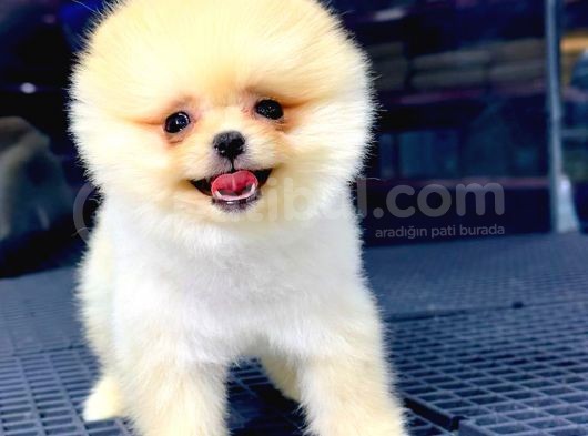 En Kaliteli Pomeranian