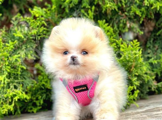 Teddy Face Boo Pomeranian Yavrular görsel